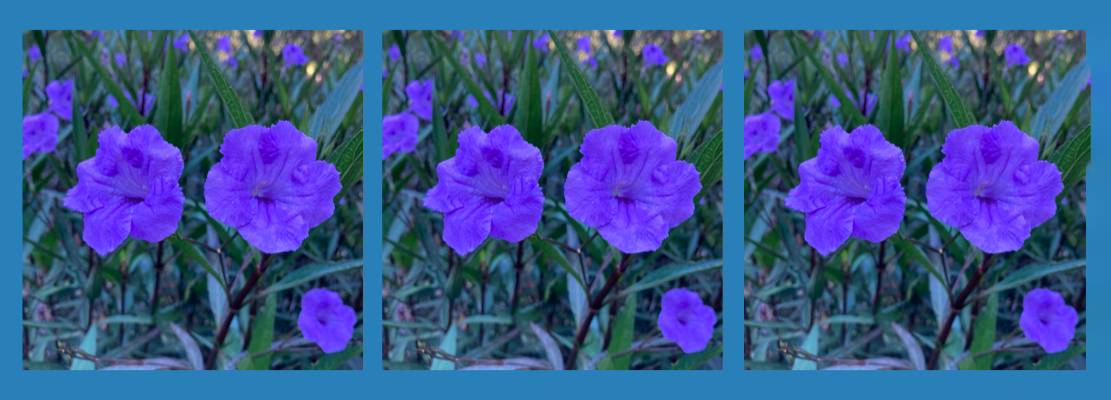 amigas-flores-metade