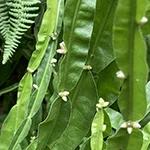 carqueja-em-flor-150