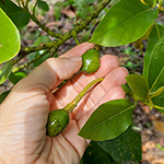 laura-abacateiro-150